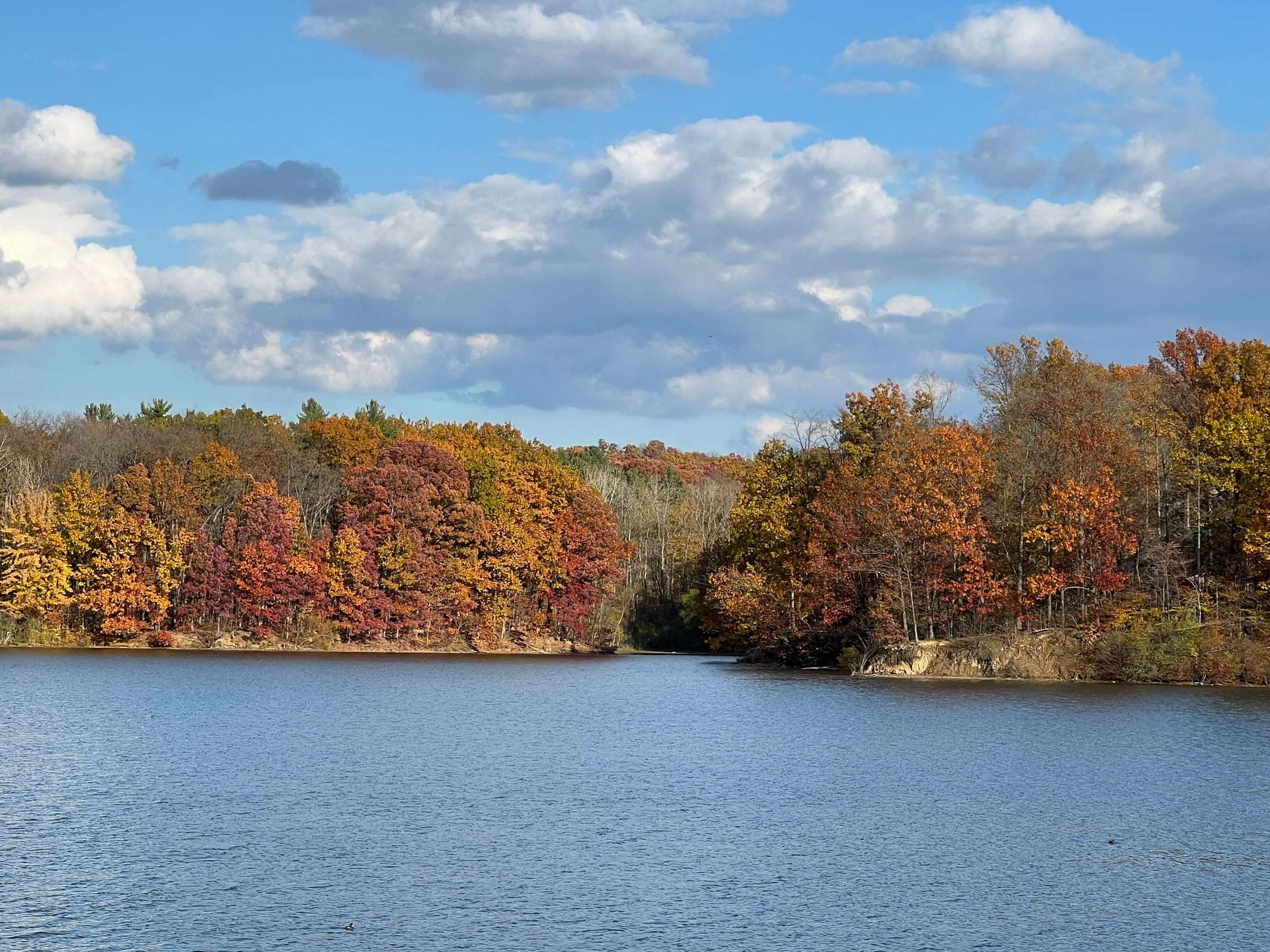 An autumn lake under tall white clouds, the trees along the shore in red and orange