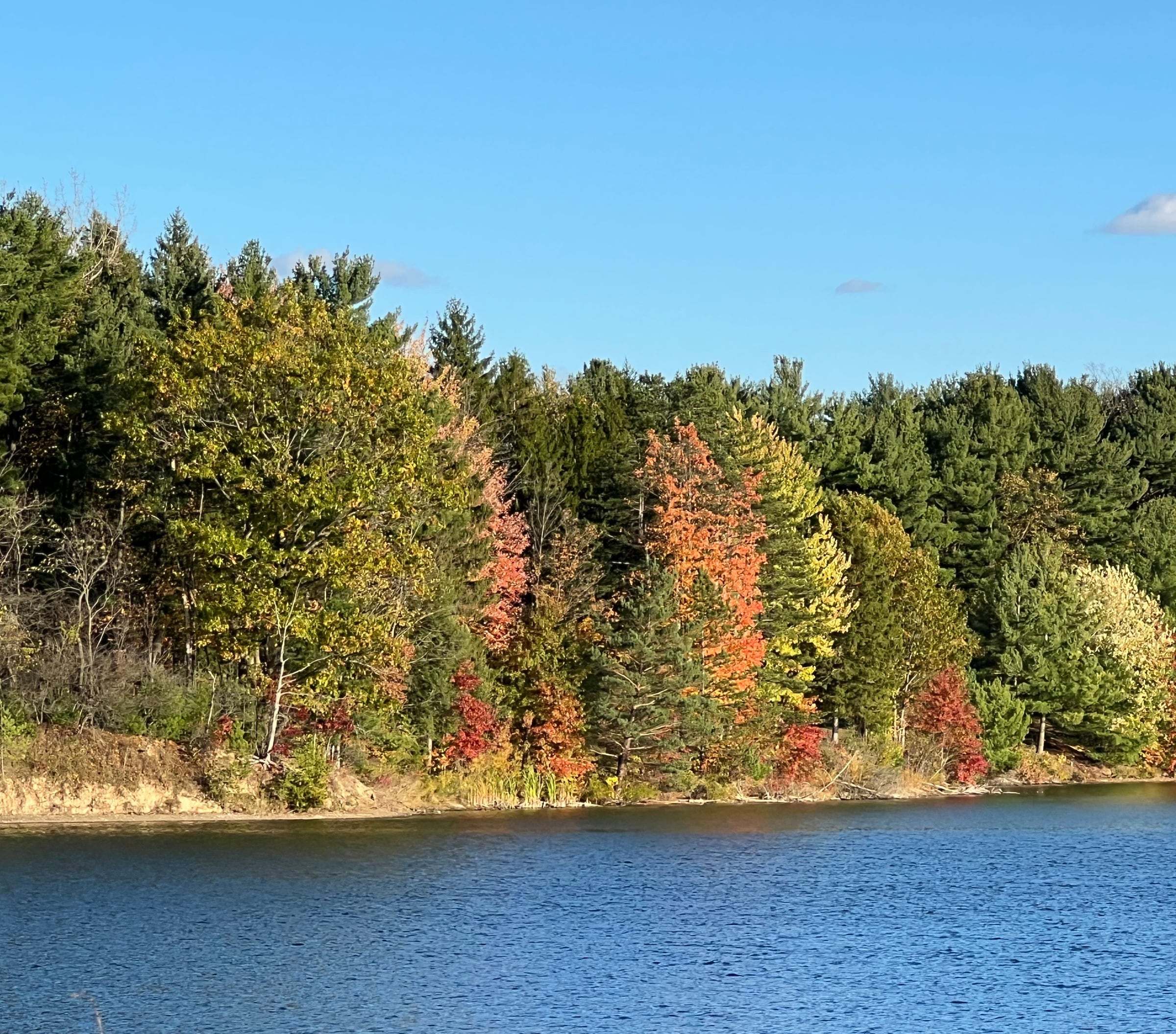 A lake shore in autumn, pines and maples turning red and gold under a clear sky
